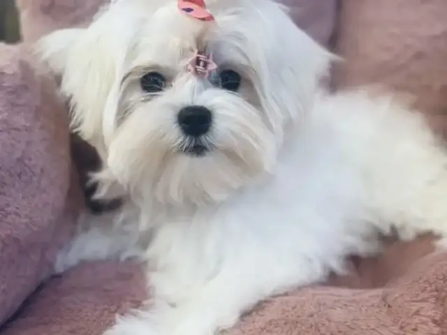 Maltese with pedigree, Limassol — Agios Tychon