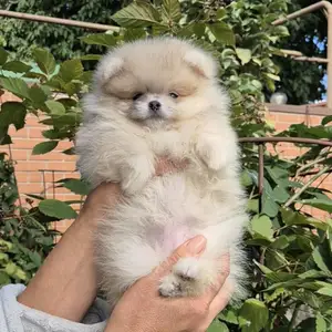 Pomeranian μini, Επαρχία Λάρνακας — Λάρνακα - Σκάλα