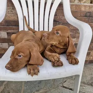 Vizsla, Επαρχία Λάρνακας — Κόρνος