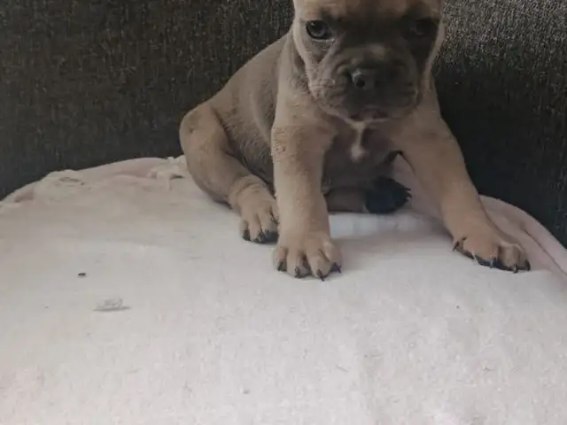 French Bulldog, Nicosia — Agios Dometios - Agios Georgios