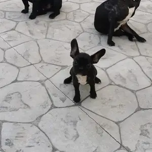 French bulldog, Επαρχία Λευκωσίας — Λατσιά - Άγιος Ελευθέριος