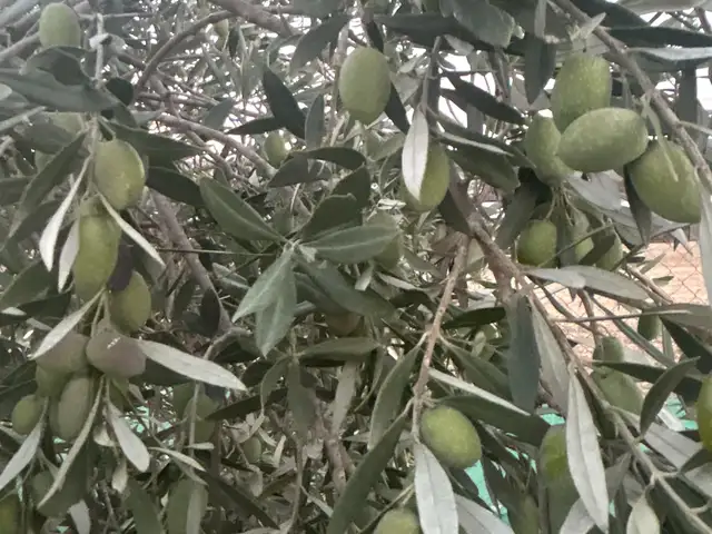 100 mature productive olive trees, Επαρχία Λάρνακας — Κιβισίλι