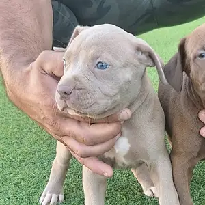 Amstaff 2 months, Larnaca — Livadia Larnakas