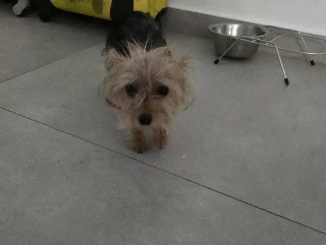 Chorckies terrier 7 minon 1.5kg, Επαρχία Λάρνακας — Λιβάδια Λάρνακας