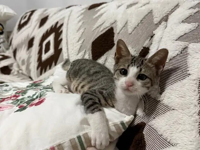 The wonderful baby boy kitten looking for a loving family., Επαρχία Λεμεσού — Λεμεσός - Ζακάκι