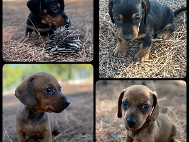 Dachshund, Επαρχία Λεμεσού — Άγιος Αθανάσιος
