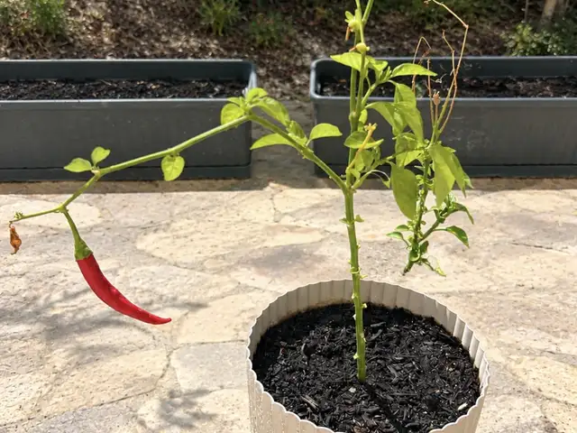 Hot pepper plant, Paphos — Chlorakas