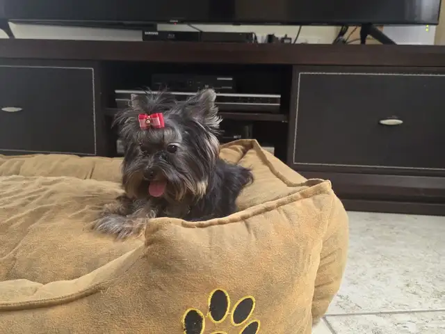 Puppy teacup yorkshire terrier, Larnaca — Tersefanou