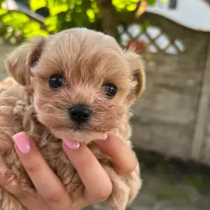 Micro maltipoo puppies f1, Επαρχία Λάρνακας — Ορόκλινη
