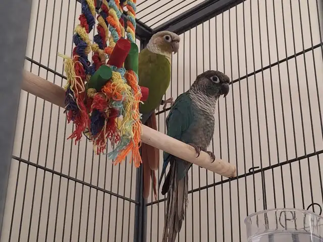 2 Male Green-Cheek Conures for Rehoming, Επαρχία Πάφου — Paphos - Άγιος Θεόδωρος