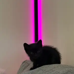 Kitty 2 months, Επαρχία Λεμεσού — Αυδήμου