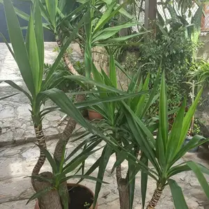 Beautiful, mature multi-stemmed Yucca Plants, Επαρχία Λεμεσού — Άγιος Τύχων Τουριστική Περιοχή