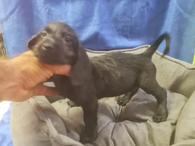 DACHSHUND + poodle male, Famagusta — Agia Napa