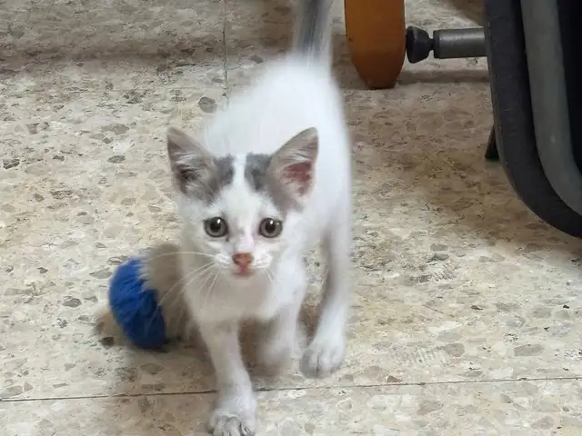 Kitten, 2 months old, Nicosia — Agios Dometios - Agios Pavlos