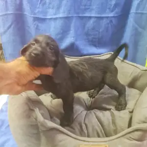 DACHSHUND + poodle male, Επαρχία Αμμοχώστου — Αγία Νάπα