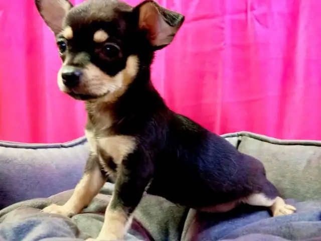 Chihuahua puppy female toysize, Famagusta — Agia Napa