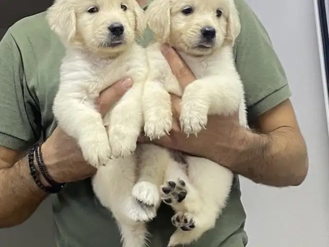 Golden retriever, Επαρχία Λεμεσού — Λεμεσός - Άγιος Γεώργιος