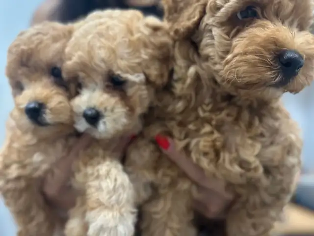Toy poodle, Επαρχία Λεμεσού — Άγιος Αθανάσιος