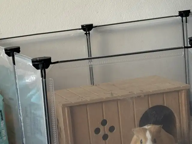 Guinea pig, Επαρχία Πάφου — Universal