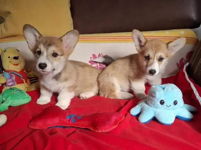 Welsh corgi pembroke puppies, Larnaca — Larnaka - Skala - 5