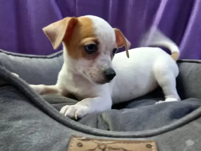 Chihuahua puppy, Famagusta — Agia Napa