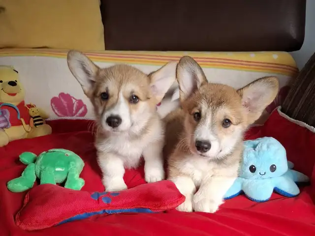 Welsh corgi pembroke puppies, Larnaca — Larnaka - Skala - 4
