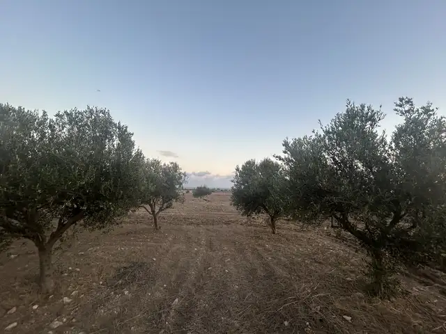 10 olive trees, Επαρχία Λάρνακας — Κιβισίλι