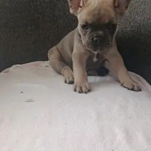 French Bulldog, Επαρχία Λευκωσίας — Άγιος Δομέτιος - Άγιος Γεώργιος
