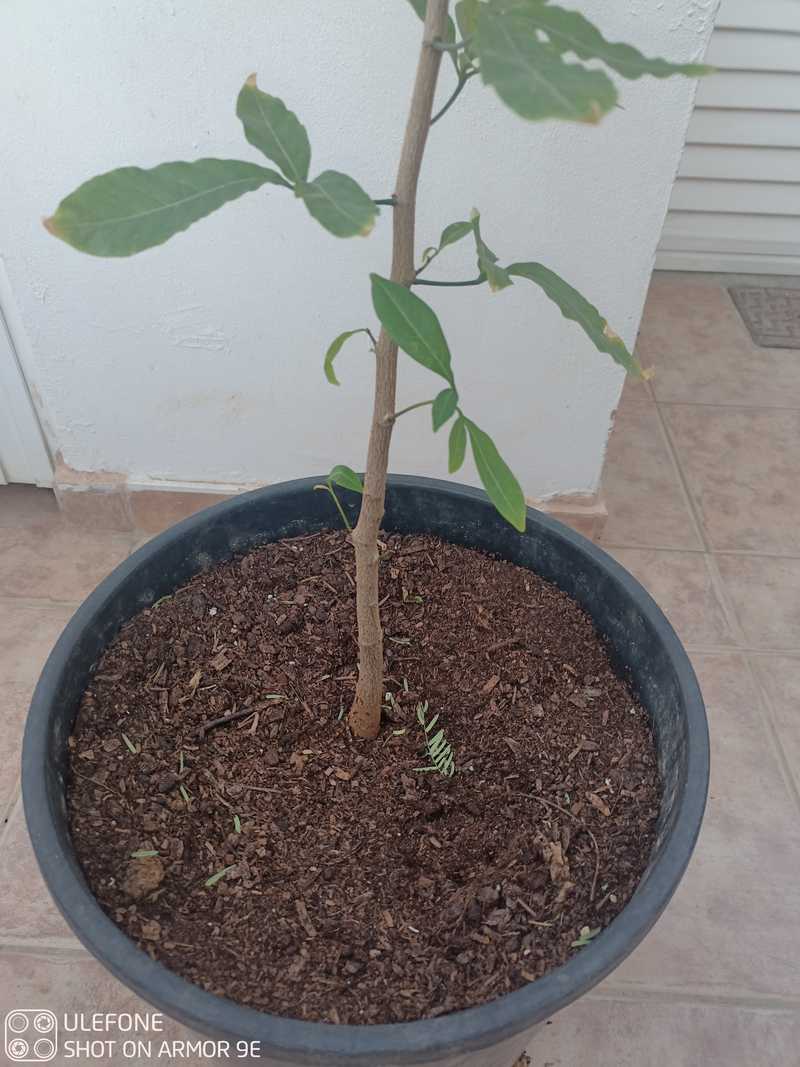 Adansonia grandidieri grandidier madagascar baobab caudex bonsai large  plant 80 6020420 in   - ,  - sell, buy, ads on  Bazaraki.com