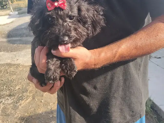 Toy poodle boy, Επαρχία Λάρνακας — Αραδίππου - Άγιος Φανούριος