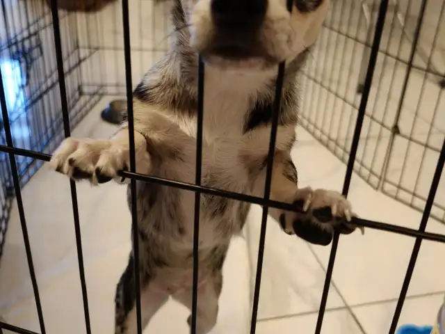 Chihuahua Blue Merle, Επαρχία Λάρνακας — Αραδίππου - Απόστολος Λουκάς