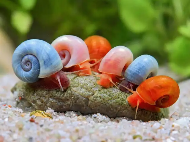 Ramshorn snail, Επαρχία Λεμεσού — Άγιος Αθανάσιος