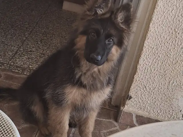 Female long coat german shepherd 4 months old, Επαρχία Λάρνακας — Ξυλοφάγου