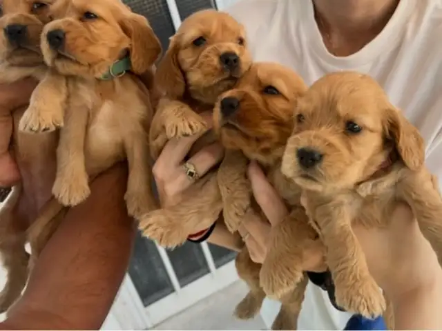 Cocker spaniel, Επαρχία Πάφου — Paphos - Άγιος Θεόδωρος