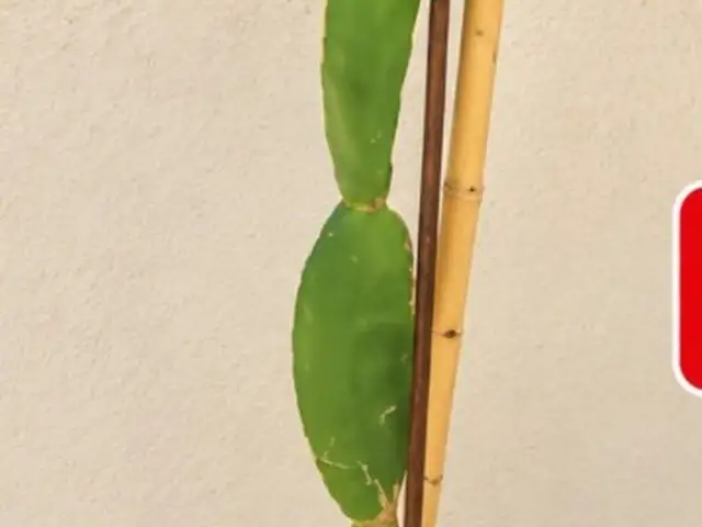 Cactus 3 years old very healthy, Limassol — Agios Tychon Tourist Area