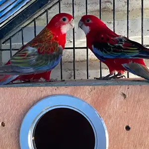 Ζευγάρι eastern rosella, Επαρχία Πάφου — Γεροσκήπου - Νεάπολις
