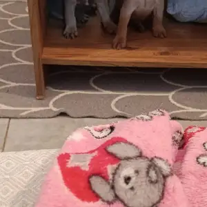 French bulldog, Επαρχία Λευκωσίας — Άγιος Δομέτιος - Άγιος Γεώργιος