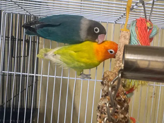 Lovebird ημερα, Nicosia — Egkomi - Makedonitissa