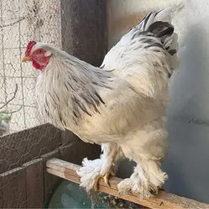 Brahma splash τετράδα, Επαρχία Λάρνακας — Δρομολαξιά