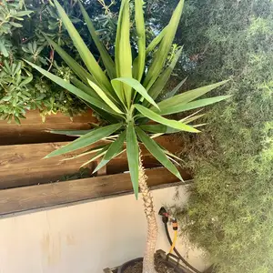 Yucca in a pot, Επαρχία Αμμοχώστου — Πρωταράς
