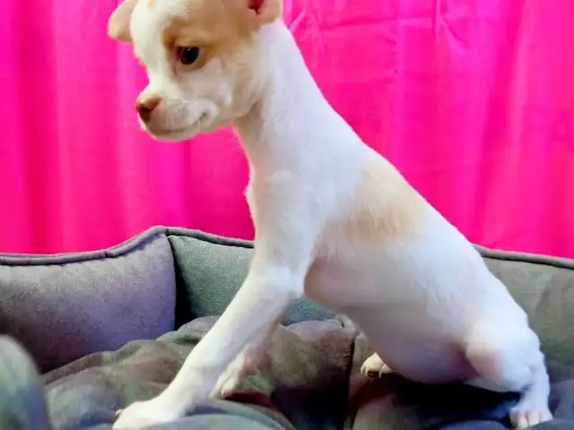 Chihuahua puppy female, Famagusta — Agia Napa
