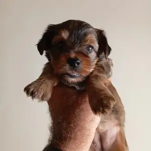 Yorkshire terrier cross, Nicosia — Geri