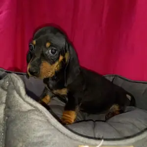 DACHSHUND female miniature, Επαρχία Αμμοχώστου — Αγία Νάπα