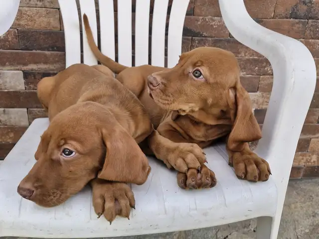 Vizsla, Larnaca — Kornos