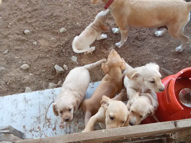 Χαρίζονται κουτάβια δύο μηνών.μιξ labrator retriever,viszla.μονο υπεύθυνα ατομα, Επαρχία Λευκωσίας — Περιστερώνα Λευκωσίας