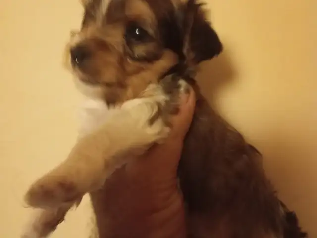 Yorkshire terrier cross, Nicosia — Geri