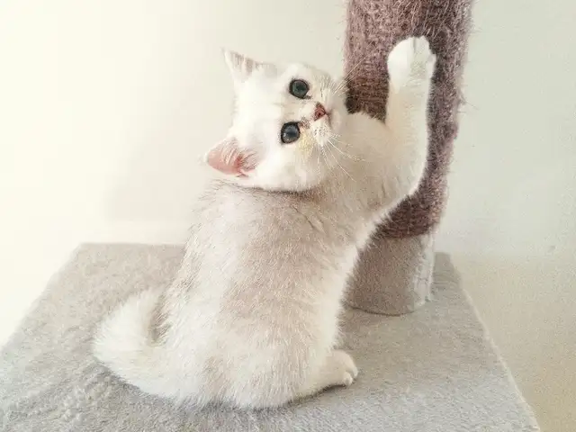 Brittish shorthair kittens, Larnaca — Livadia Larnakas