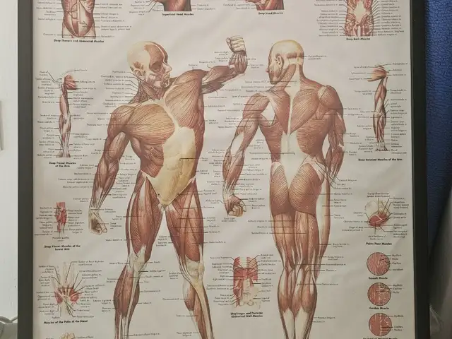 The Human Musculature, Limassol — Limassol - Petrou Kai Pavlou