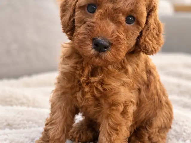 Toy poodle, Επαρχία Λεμεσού — Λεμεσός - Ομόνοια