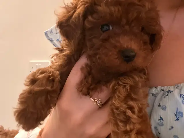 Small toy poodle puppies boy and girl, Επαρχία Πάφου — Τάφοι των Βασιλέων